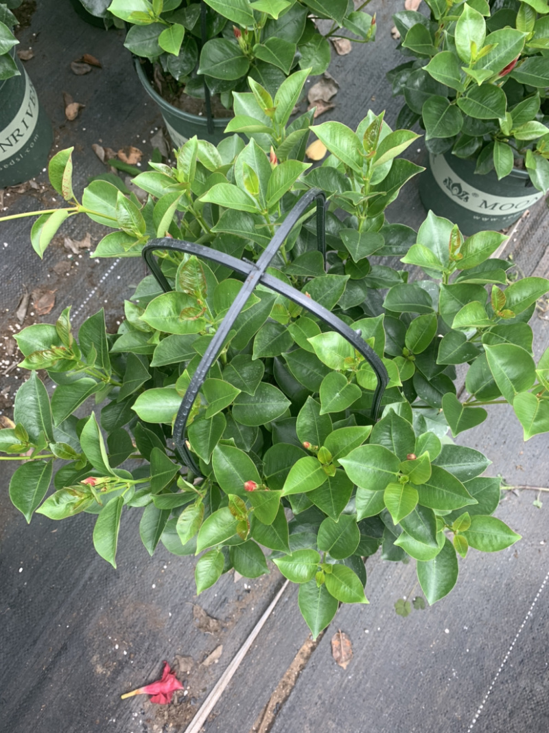 双喜藤，飘香藤，爬藤植物，