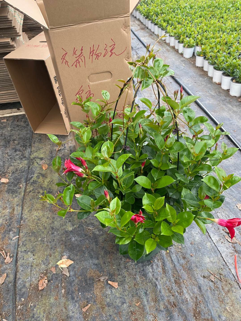 双喜藤，飘香藤，爬藤植物，