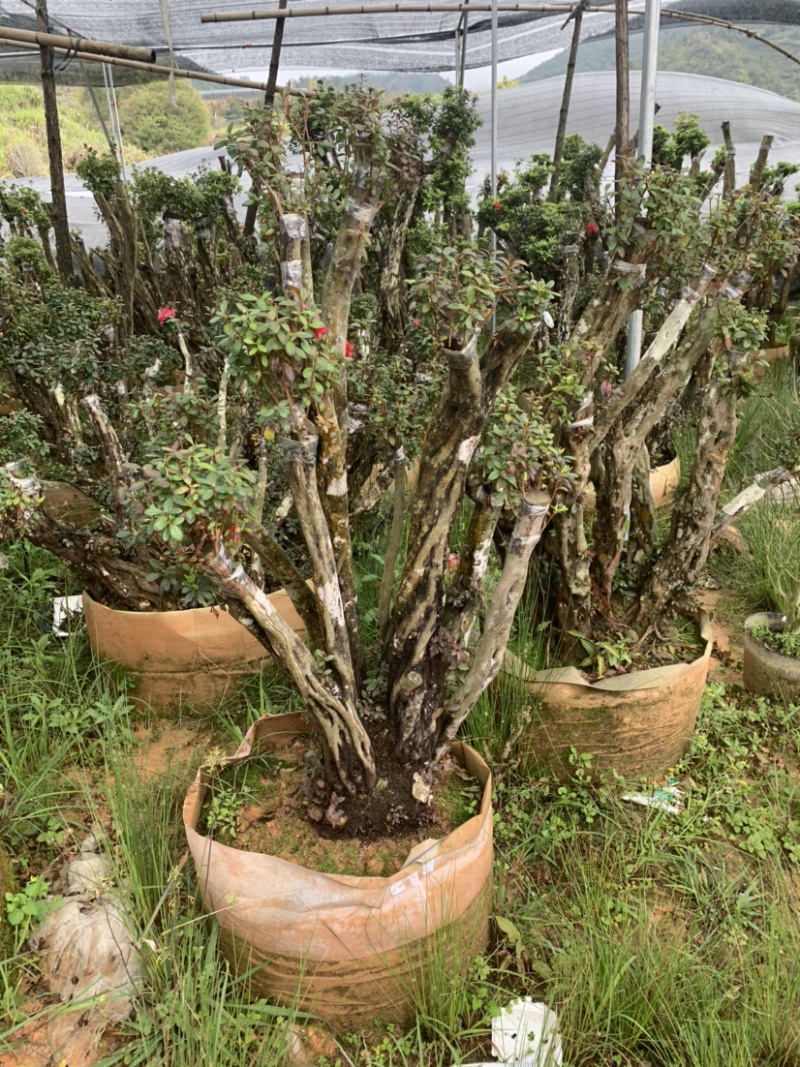 杜鹃桩，盆景杜鹃，嫁接紫花杜鹃