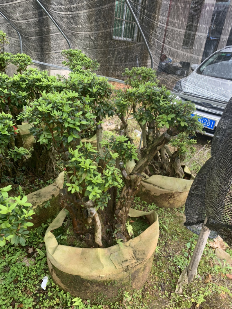 杜鹃桩，盆景杜鹃，嫁接紫花杜鹃