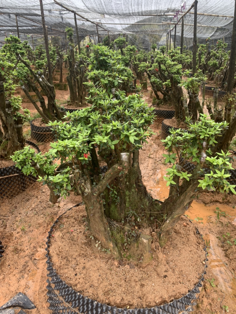 杜鹃桩，盆景杜鹃，嫁接紫花杜鹃