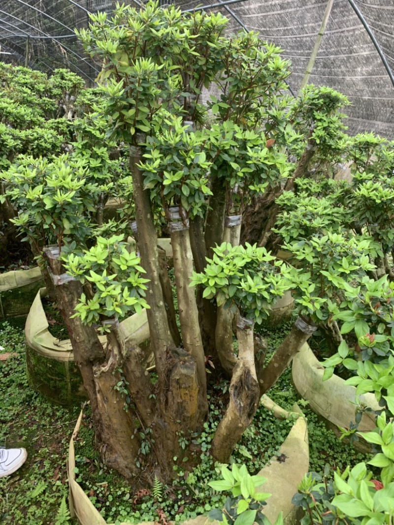 杜鹃桩，盆景杜鹃，嫁接紫花杜鹃
