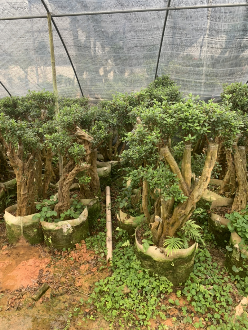 杜鹃桩，盆景杜鹃，嫁接紫花杜鹃