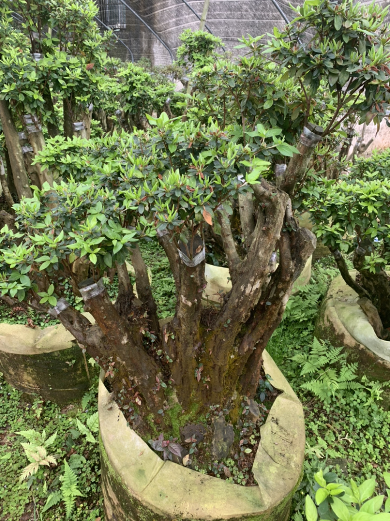 杜鹃桩，盆景杜鹃，嫁接紫花杜鹃