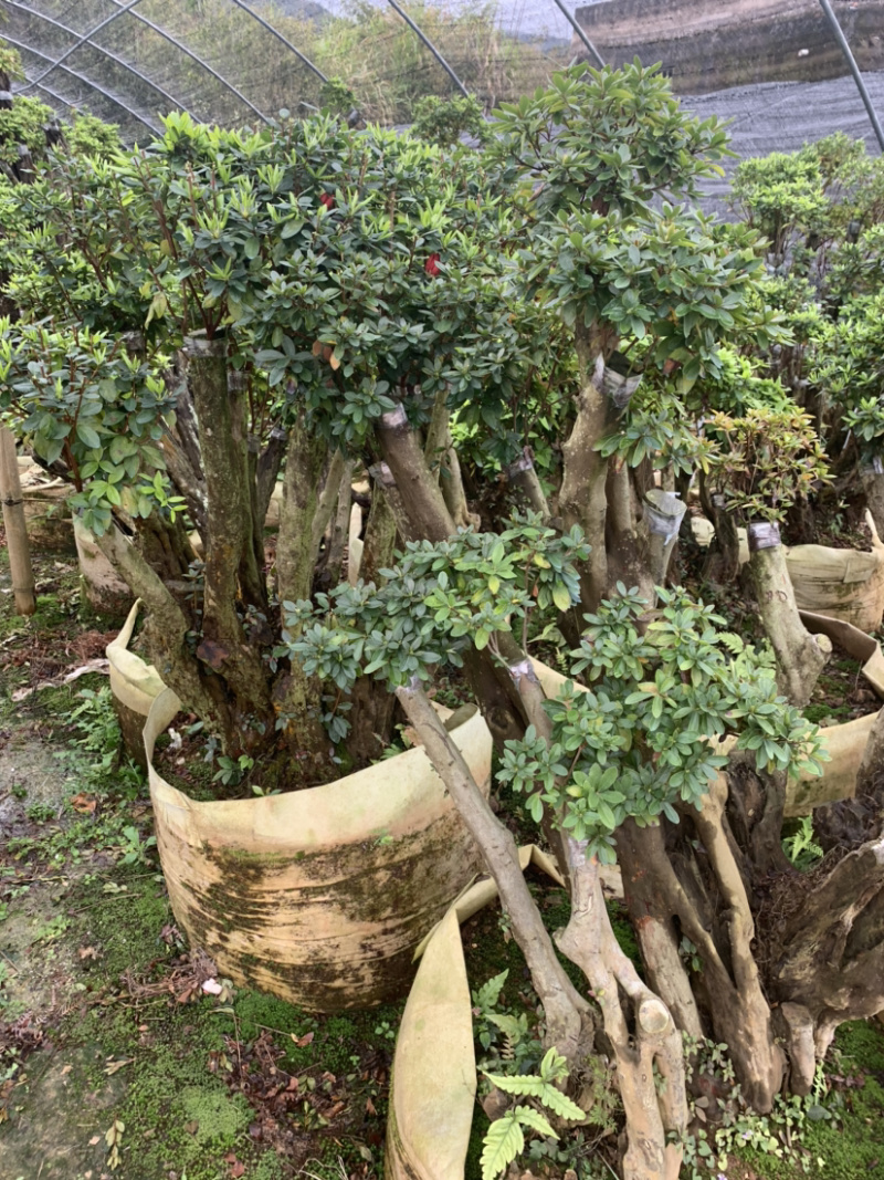 杜鹃桩，盆景杜鹃，嫁接紫花杜鹃
