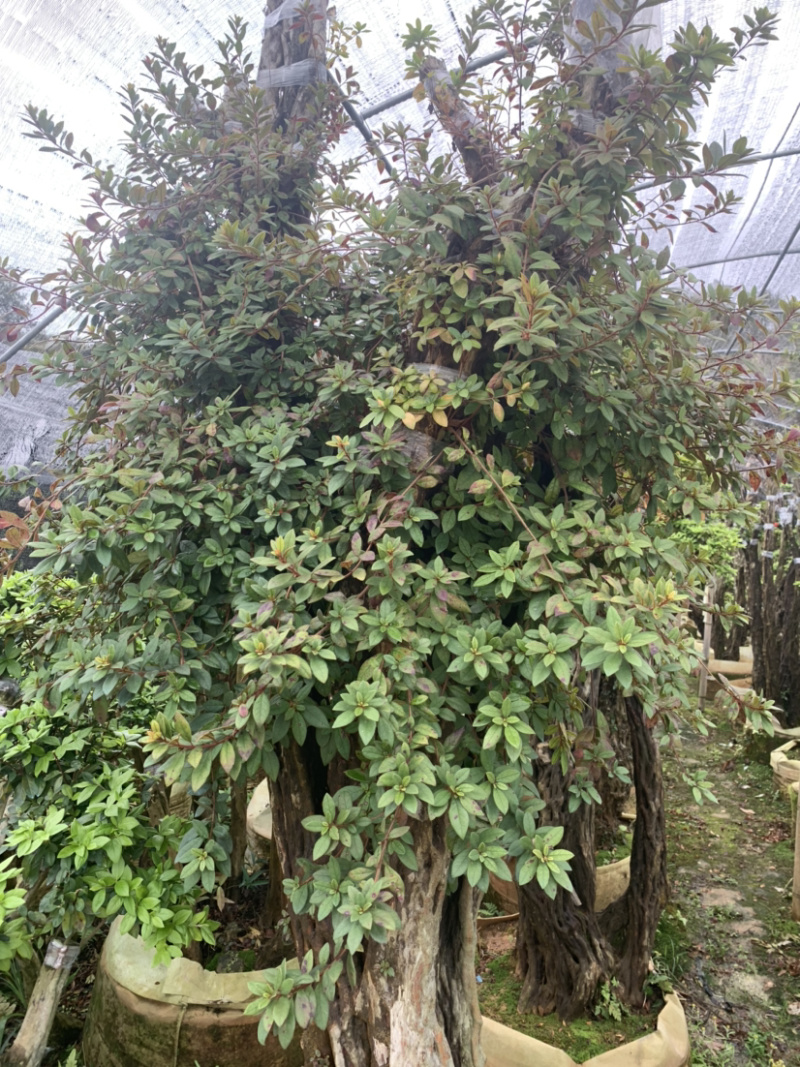杜鹃桩，盆景杜鹃，嫁接紫花杜鹃