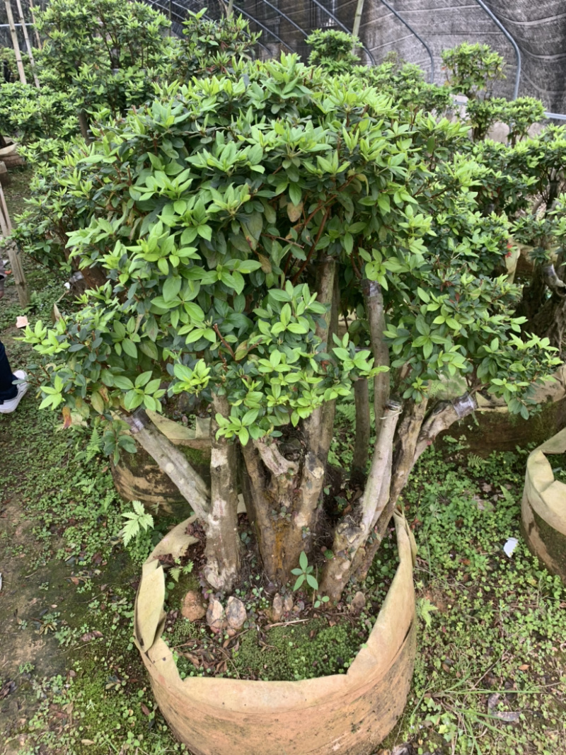 杜鹃桩，盆景杜鹃，嫁接紫花杜鹃