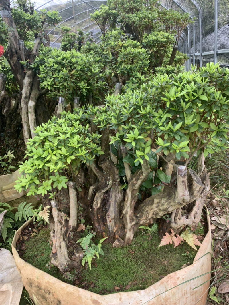 杜鹃桩，盆景杜鹃，嫁接紫花杜鹃