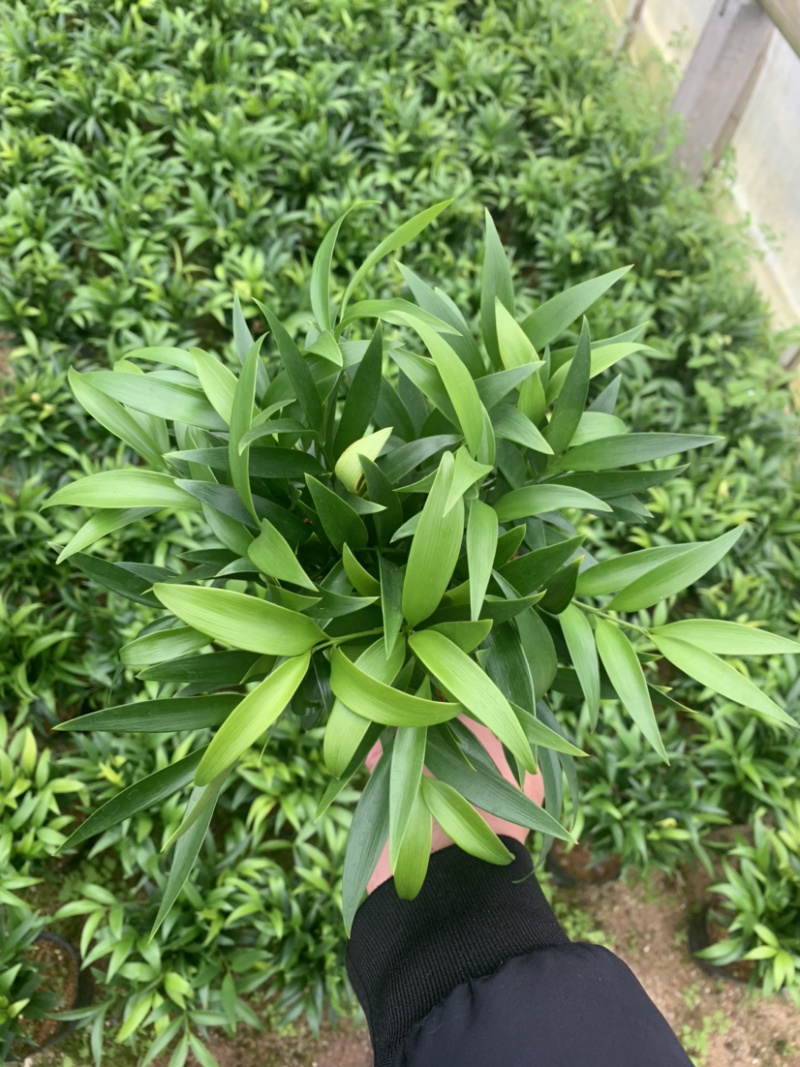 竹柏，竹柏盆景，平安竹