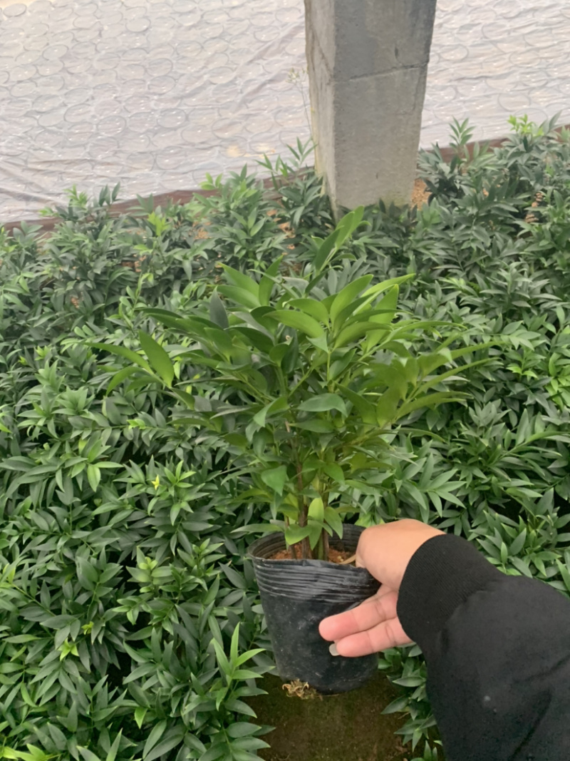 竹柏，竹柏盆景，平安竹