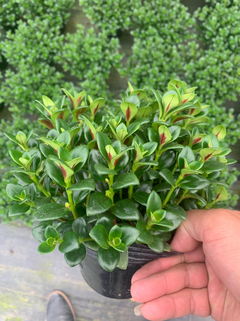 金鱼草，金鱼吊兰，袋鼠花