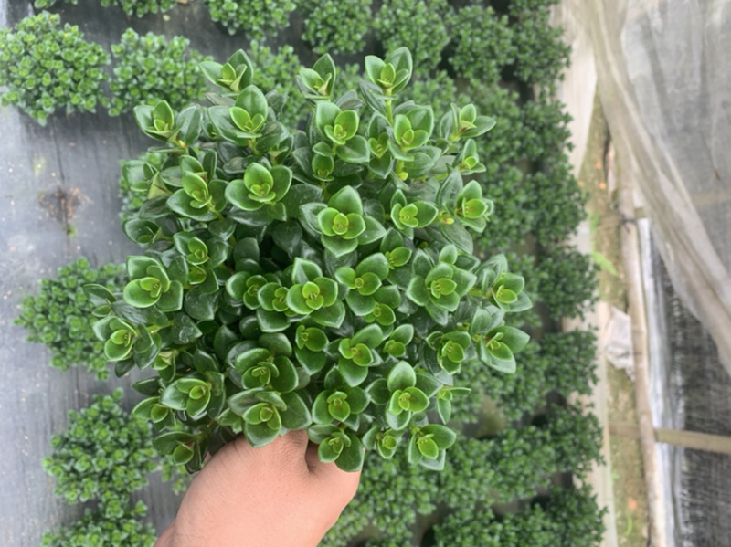 金鱼草，金鱼吊兰，袋鼠花
