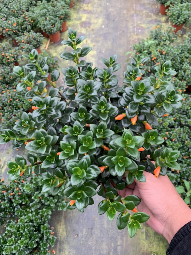 金鱼草，金鱼吊兰，袋鼠花
