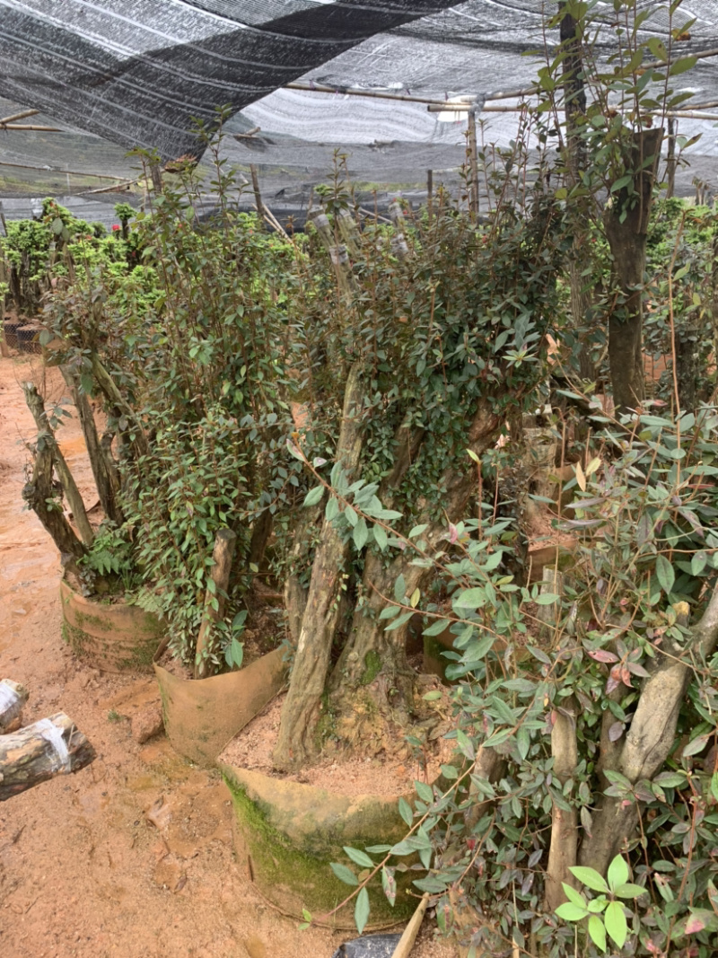 百年杜鹃桩，占地工程桩，景观桩