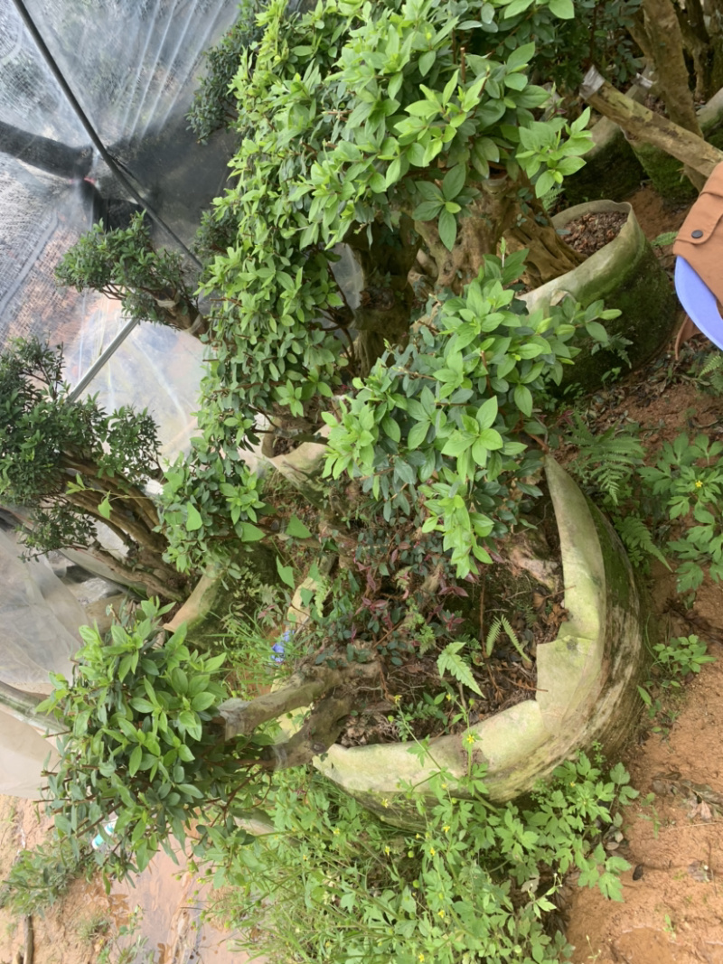 百年杜鹃桩，占地工程桩，景观桩