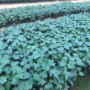 木瓜树苗大青大白组培苗水果木瓜无菌催芽