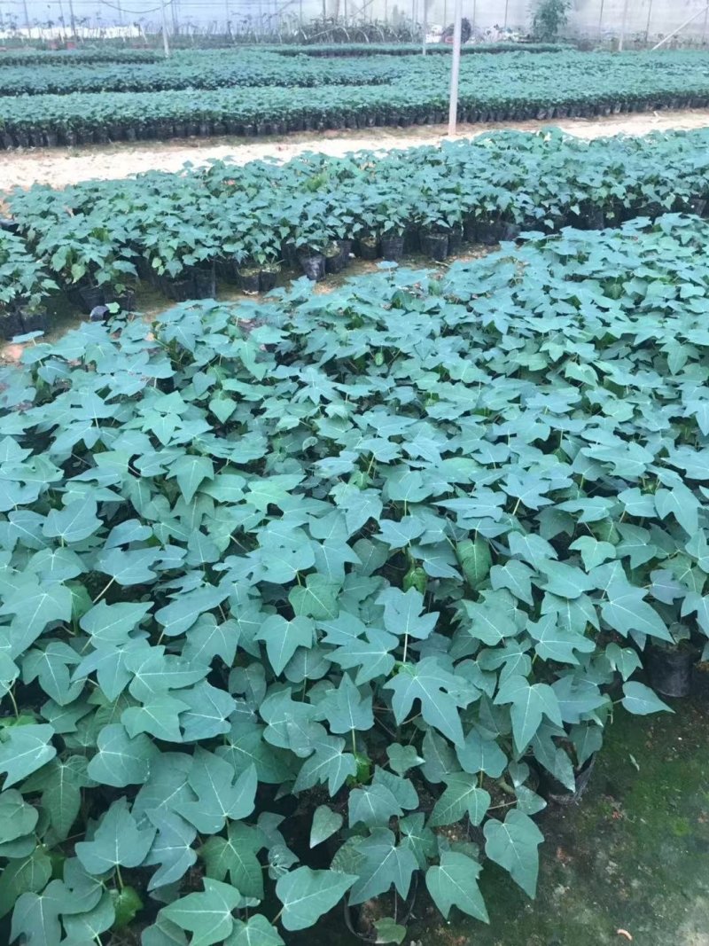 木瓜树苗大青大白组培苗水果木瓜无菌催芽
