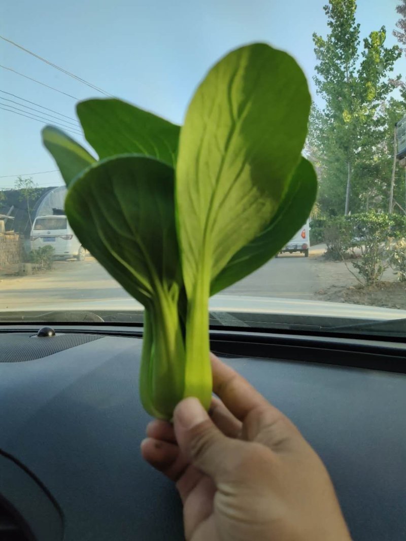 上海青（小油菜）曹县原产地直发，一手货源，量大从优，油菜