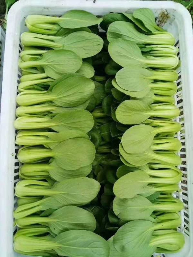 上海青（小油菜）曹县原产地直发，一手货源，量大从优，油菜