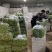 上海青（小油菜）曹县原产地直发，一手货源，量大从优，油菜