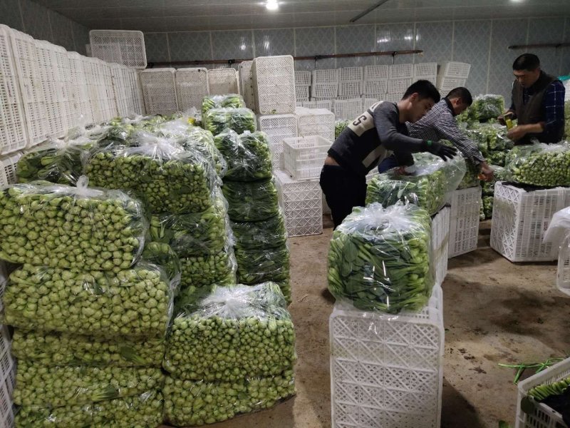 上海青（小油菜）曹县原产地直发，一手货源，量大从优，油菜