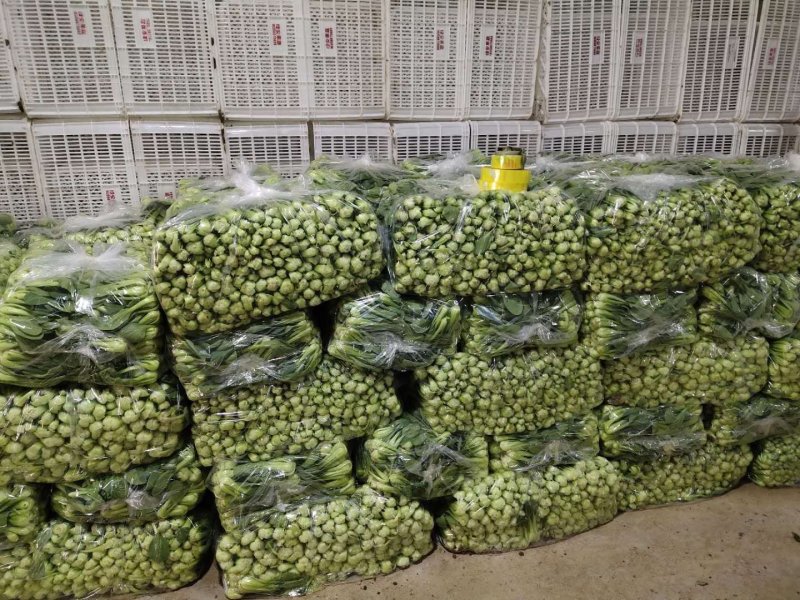 上海青（小油菜）曹县原产地直发，一手货源，量大从优，油菜