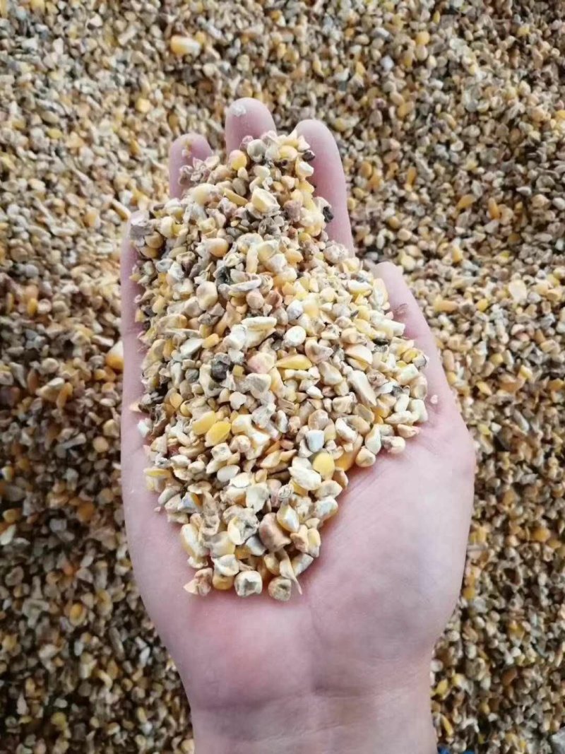 供应碎玉米碎玉米鸡鸭牛羊使用碎玉米玉米下脚料鸡鸭鹅