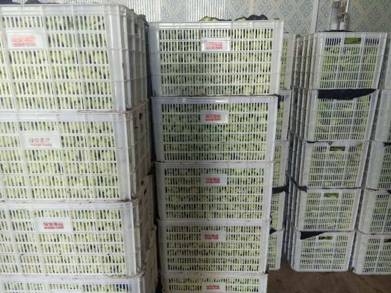 上海青（小油菜）曹县原产地直发，一手货源，量大从优，油菜
