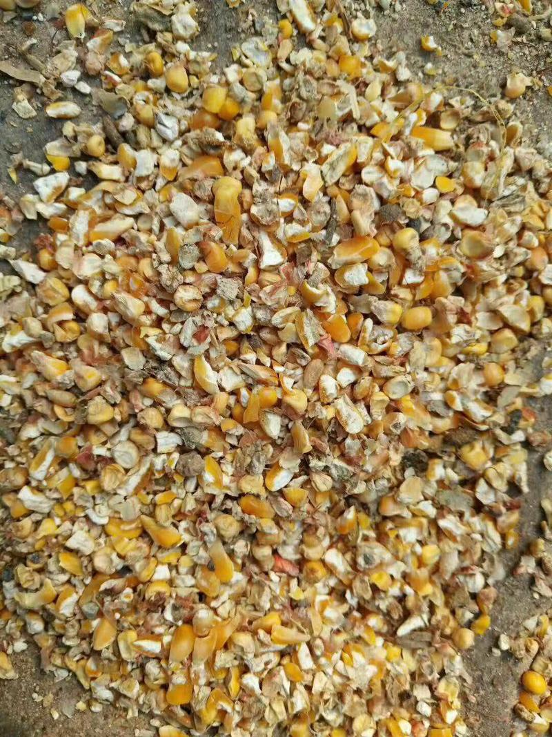 现货直发鸡鸭鹅禽类能量饲料原料碎玉米净粮