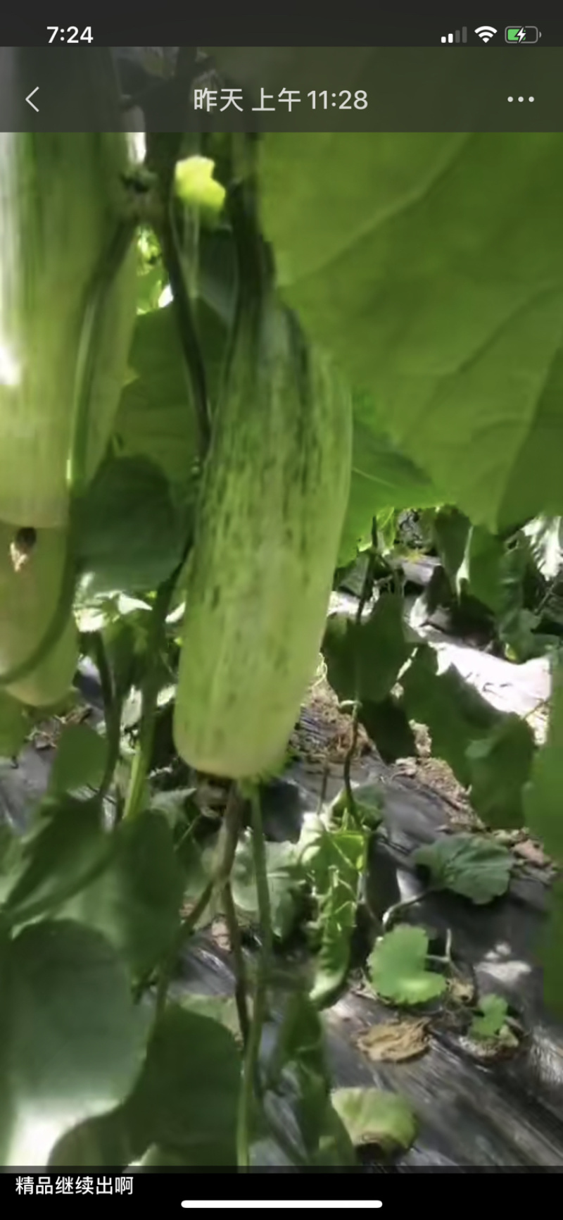山东昌乐西瓜大量上市！