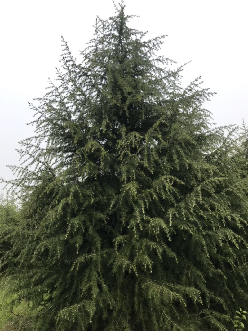雪松....精品大冠幅.....货源足.......
