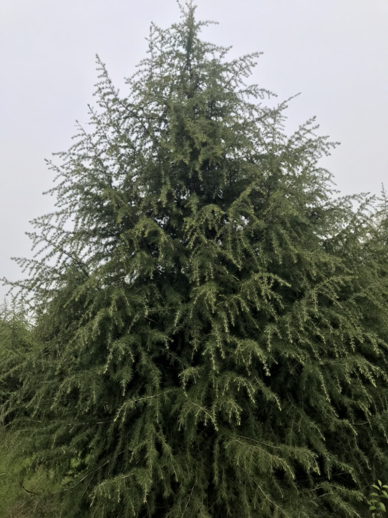 雪松....精品大冠幅.....货源足.......