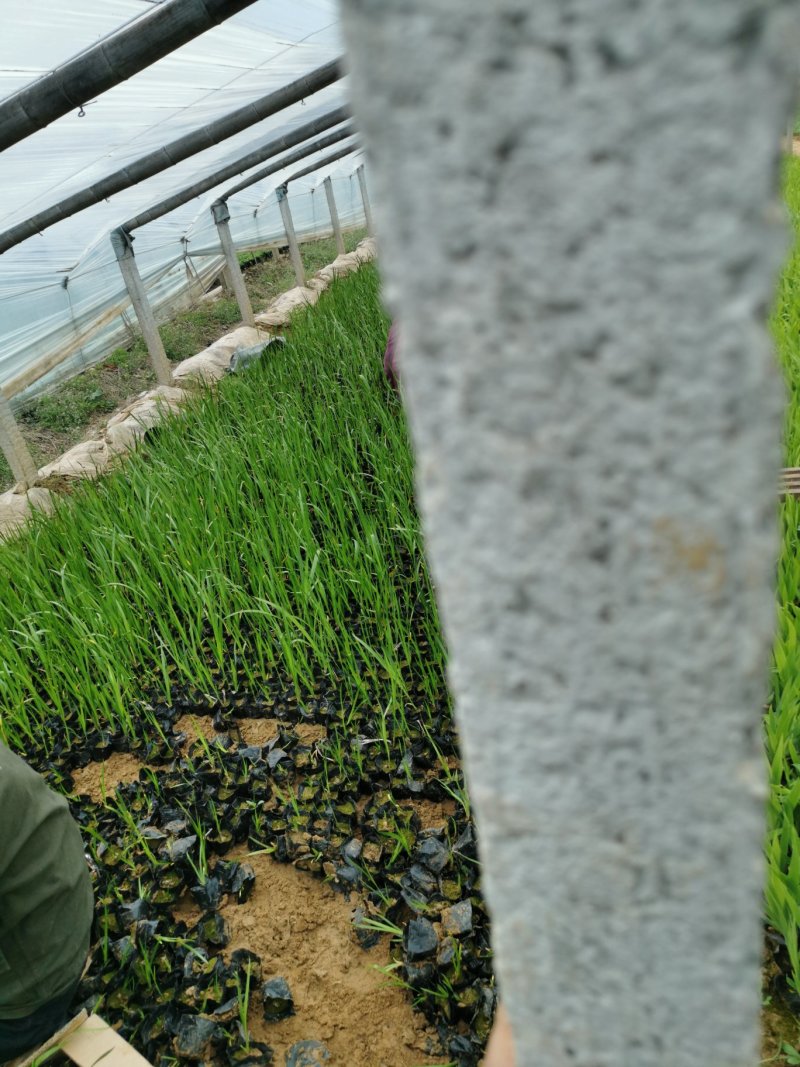 香蒲香蒲杯苗水陆两生植物净化水质基地直销
