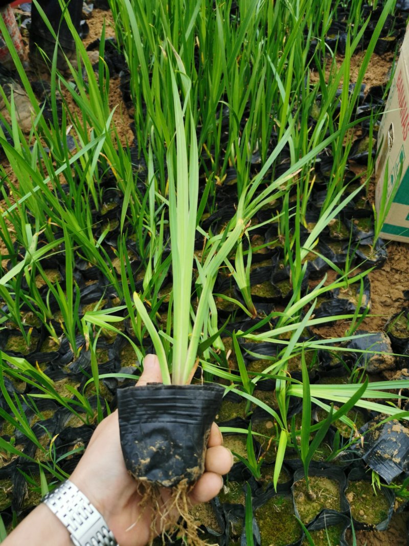 香蒲香蒲杯苗水陆两生植物净化水质基地直销