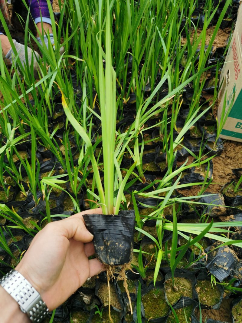 香蒲香蒲杯苗水陆两生植物净化水质基地直销