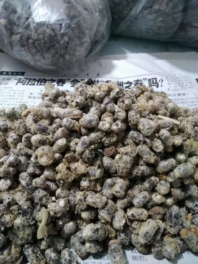 苹果梨树大樱桃各种果树授粉用壁蜂手工点数一千只一包