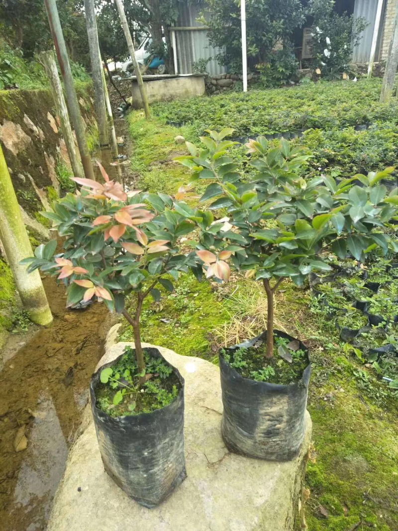 树葡萄。嘉宝果苗