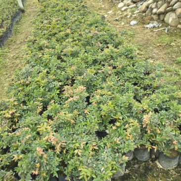树葡萄。嘉宝果苗