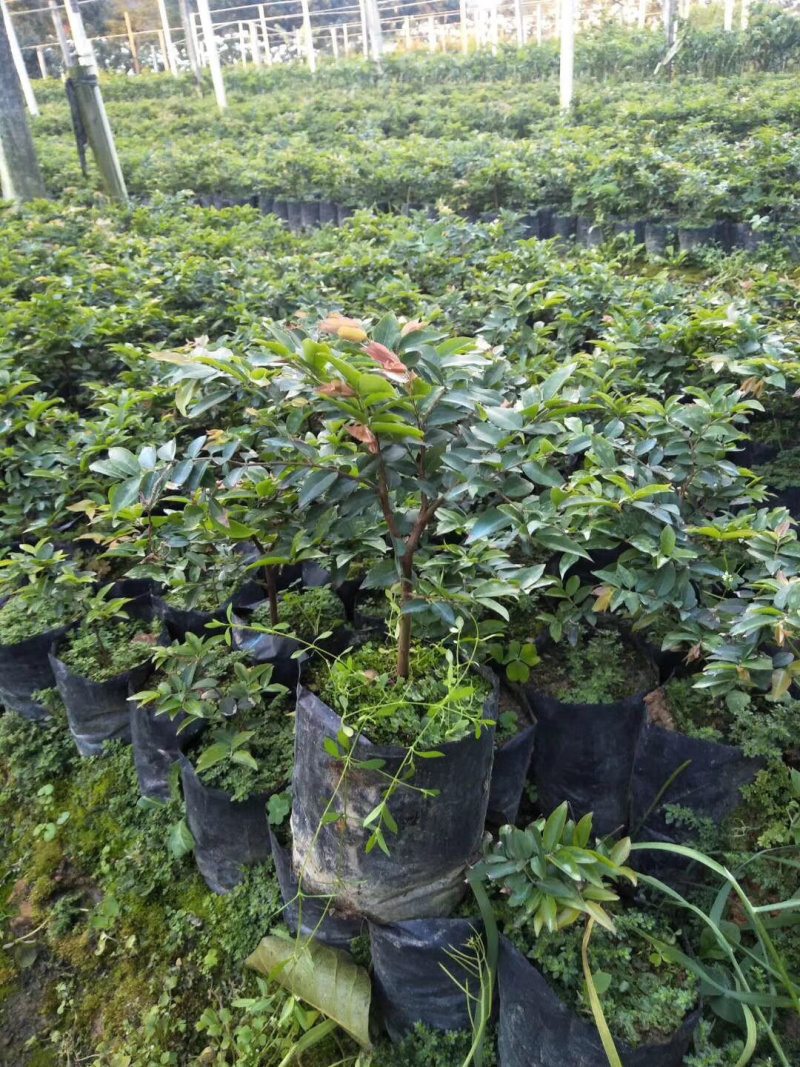 树葡萄。嘉宝果苗
