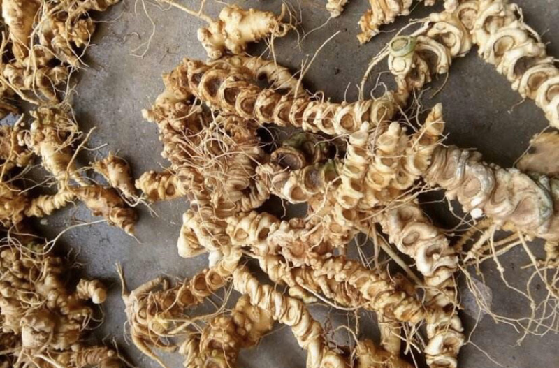 竹节参竹节三七竹根七高山人参量大从优产地发货