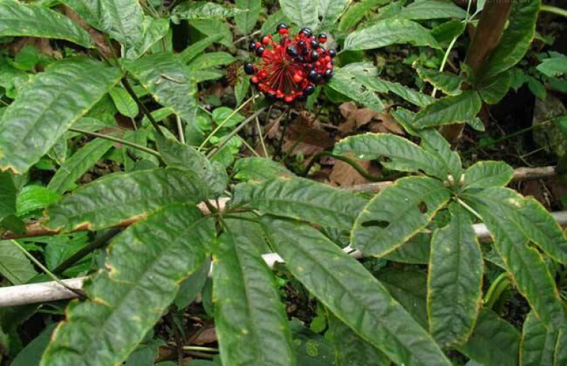 竹节参竹节三七竹根七高山人参量大从优产地发货