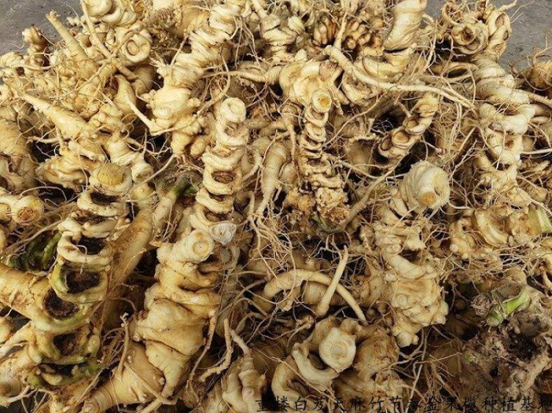 竹节参竹节三七竹根七高山人参量大从优产地发货