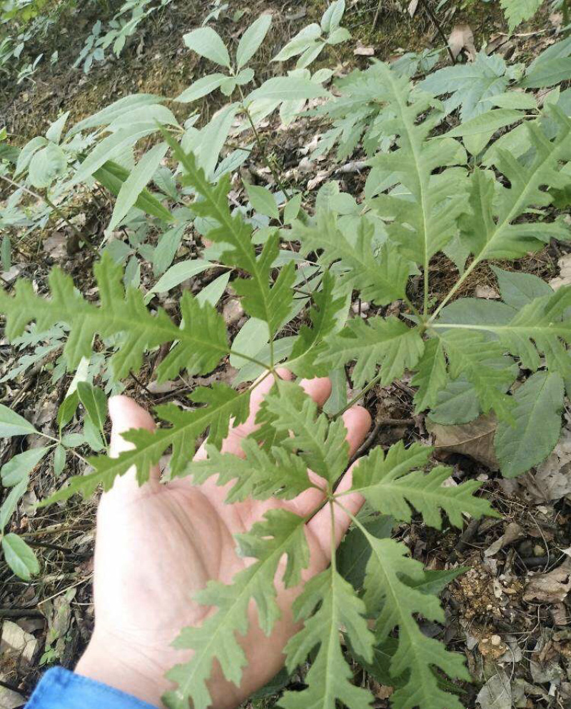 竹节参竹节三七竹根七高山人参量大从优产地发货