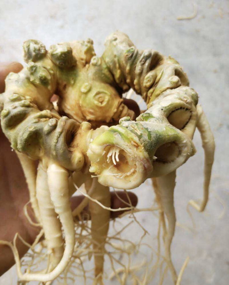 竹节参竹节三七竹根七高山人参量大从优产地发货