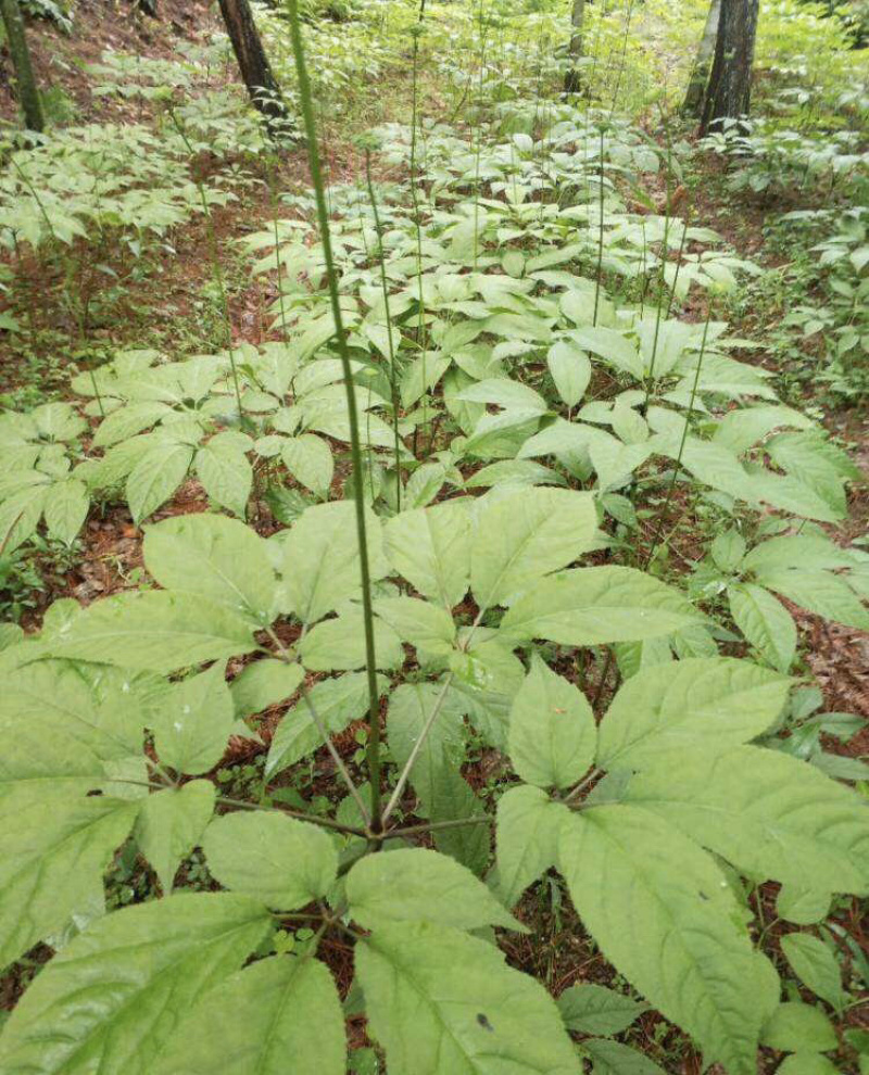 竹节参竹节三七竹根七高山人参量大从优产地发货
