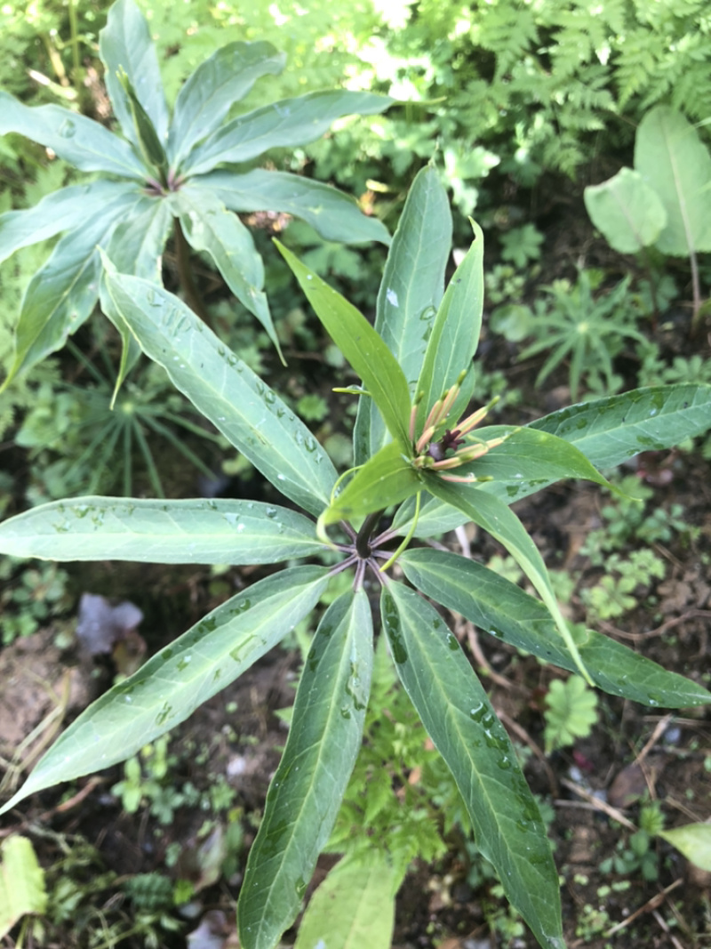 重楼苗