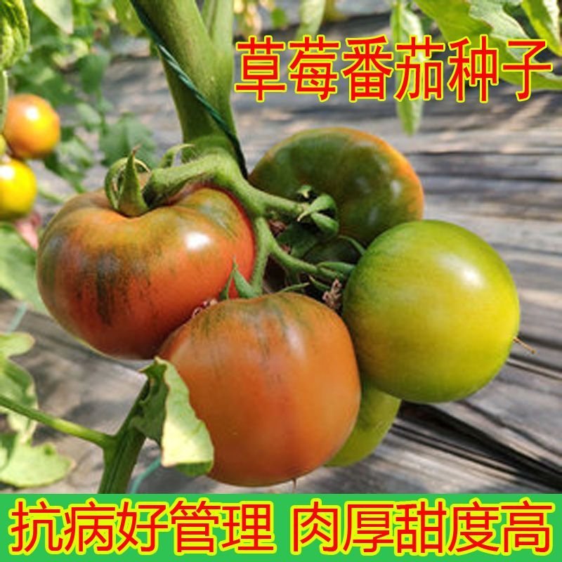 大果草莓番茄种子口感好东北铁皮西红柿种子绿肩柿子种