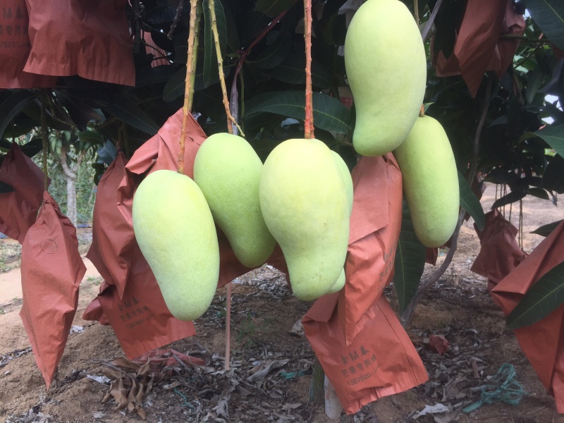 联系我时，请说是一亩田上看到海南金煌芒单果3两以上