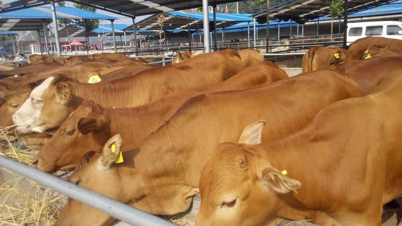 鲁西黄牛改良黄牛牛犊可以发往全国各地包运输包技术