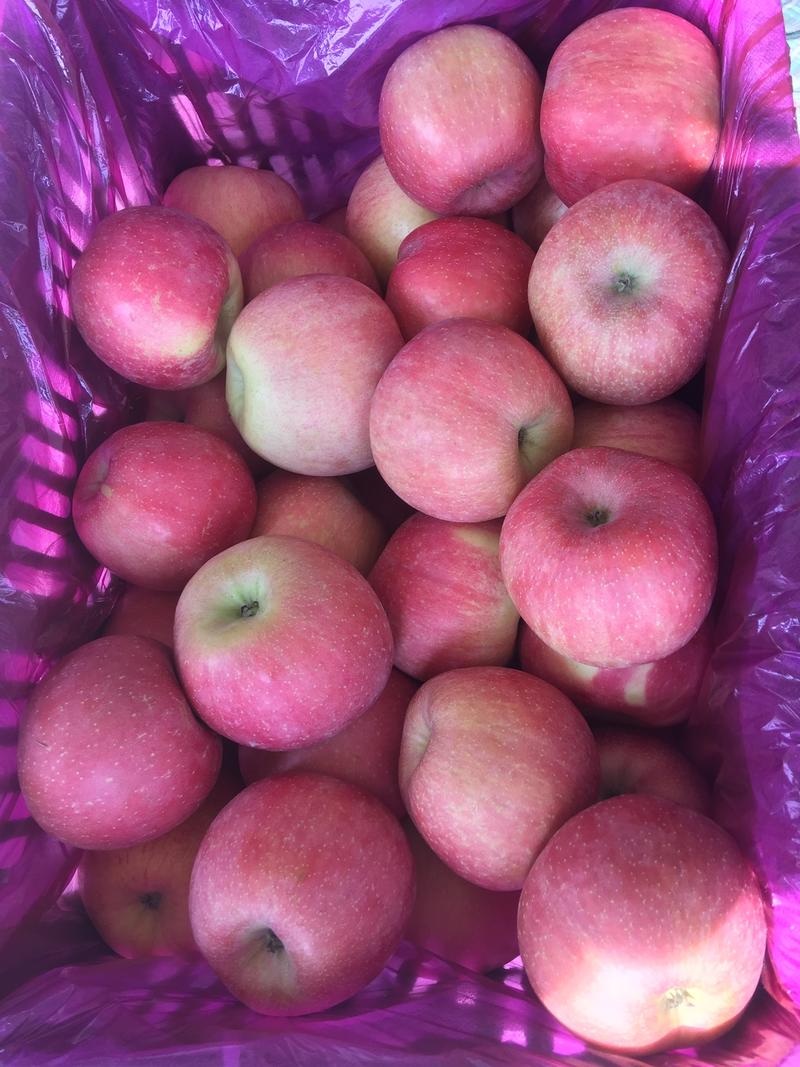 优质红富士苹果，山地果，口感好，果面干净，货真价实